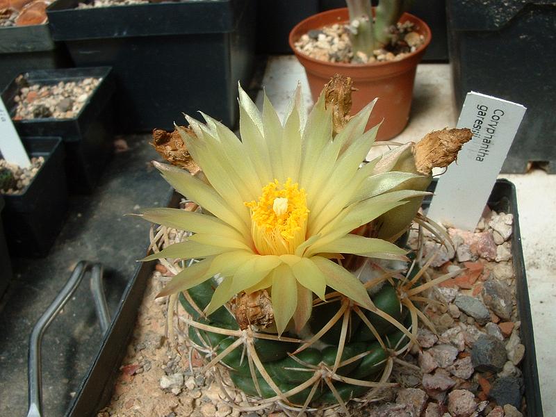 Coryphantha garessii_1.JPG